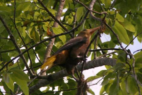 Amazonia Oropendola & tambopata